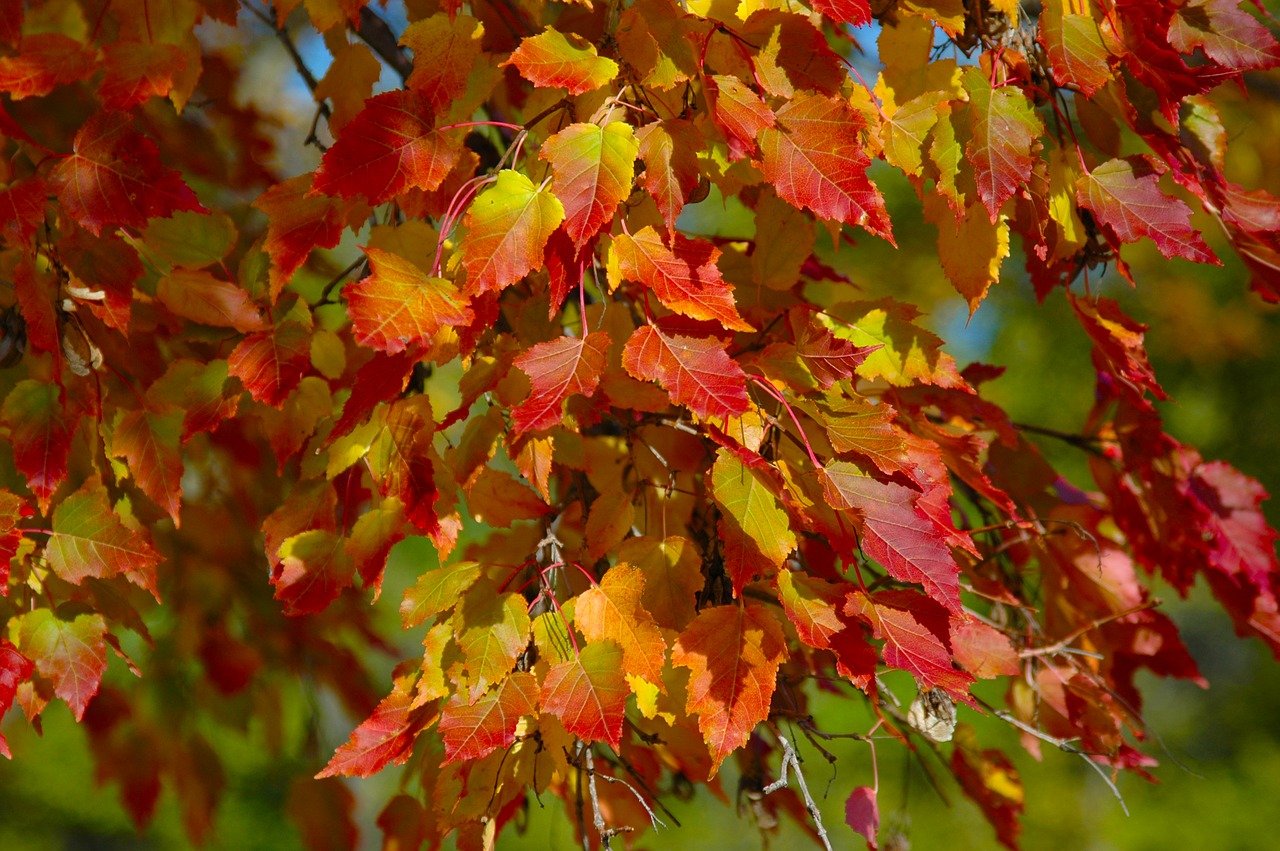 Herbstblätter sammeln, Herbstaktivitäten mit Kindern