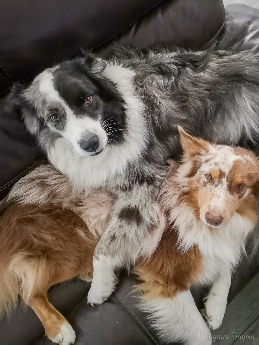 Hundeliebe - zwei Australien Sheperd Hunde - Smarty & Cooky